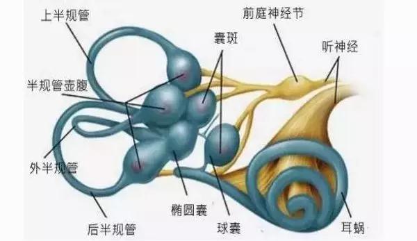 椭圆囊,球囊是耳石的"宫殿",半规管是耳石玩耍的"滑梯"