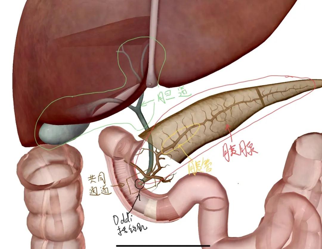 为了更好理解胆囊作用及术后影响,请先了解胆道相关解剖