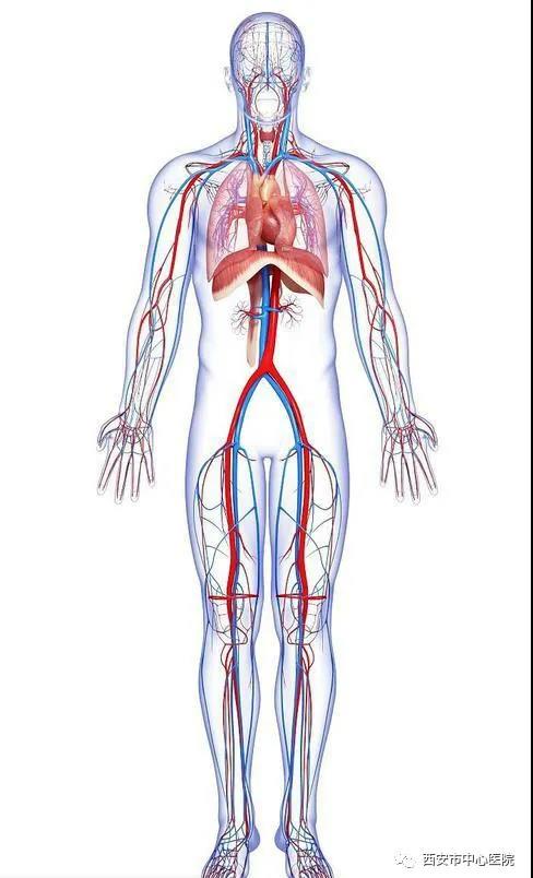 动脉是心脏把血输送到全身的血管,而静脉是全身血液回流到心脏